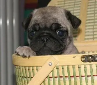 巴哥犬|巴哥犬打完针后一直睡觉有没有事