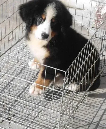 伯恩山犬|6个月的伯恩山犬尿很多正常么