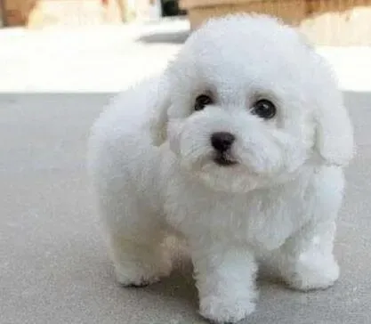 比熊犬|比熊犬过度运动危害大