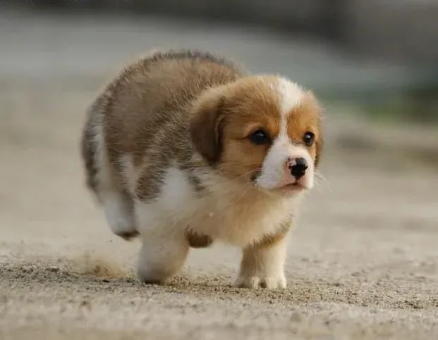 柯基犬|如何给柯基犬自制美味健康的狗粮