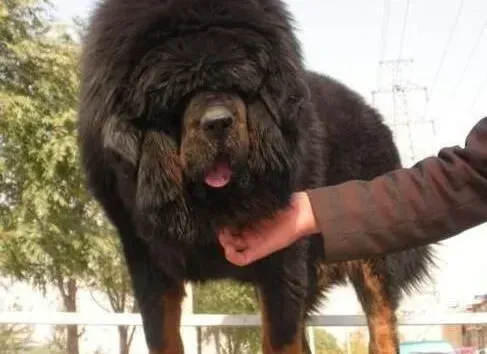 藏獒|如何从小培养藏獒完美的性格