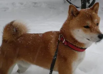 如何训练柴犬 制止该犬乱叫的训练 | 柴犬