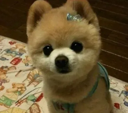 博美犬|博美犬皮肤瘙痒掉毛是什么皮肤病