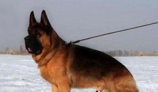 德国牧羊犬|临床分析德国牧羊犬佝偻病的症状