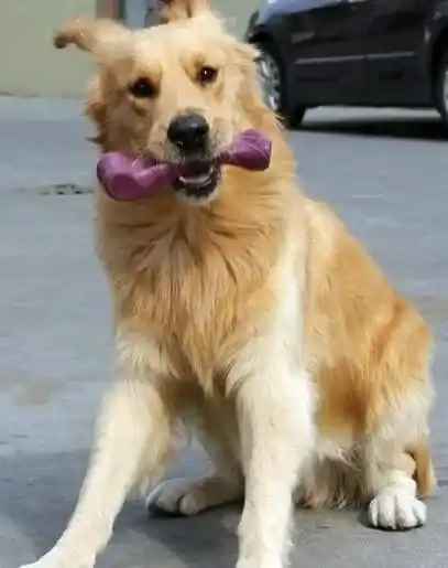 比熊犬|让狗狗健康快乐成长 科学饲养金毛犬有哪些方法