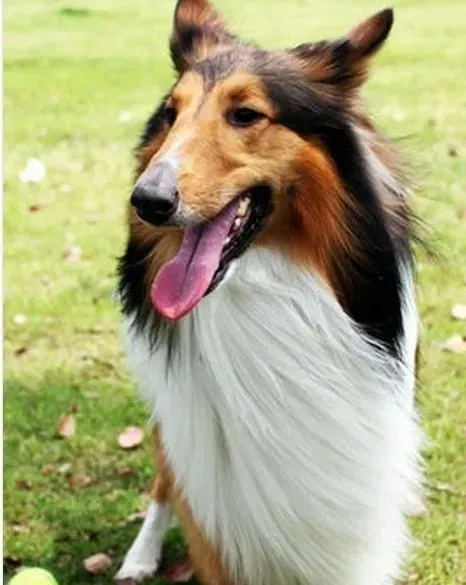 苏格兰牧羊犬|轻松训练让苏格兰牧羊犬喜欢上自己的小床