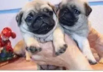 巴哥犬|探索导致巴哥犬出现口臭的原因