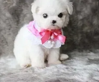 马尔济斯|马尔济斯犬换狗粮后便便很软是怎么了