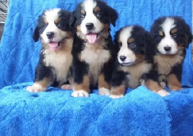 伯恩山犬|如何制止伯恩山犬乱翻垃圾桶的现象