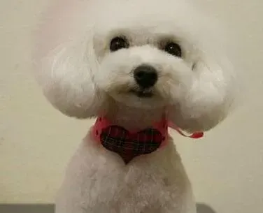 贵宾犬|一岁多的贵宾犬不喜欢吃干狗粮如何是好