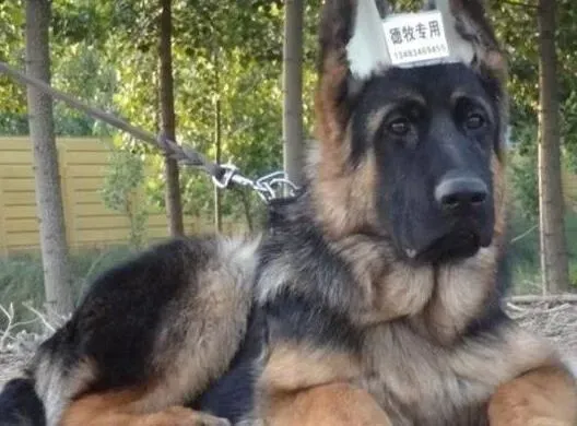德国牧羊犬|德国牧羊犬拉稀，呕吐便血吃什么药