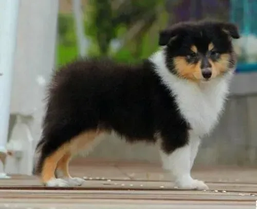 苏格兰牧羊犬|苏格兰牧羊犬最近口吐黄沫，不吃东西没什么事吧