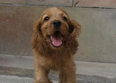  可卡犬的智商 是非常聪明机灵的狗狗 | 可卡