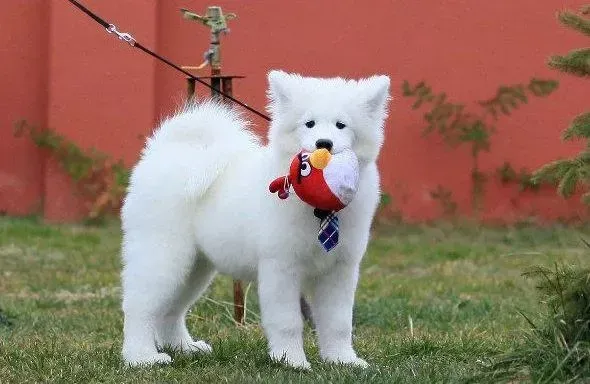 银狐犬|饲养年幼的银狐犬需要注意哪些事情