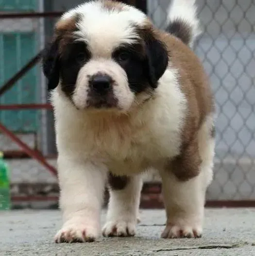 圣伯纳犬|圣伯纳犬偏食会引起巨大的麻烦