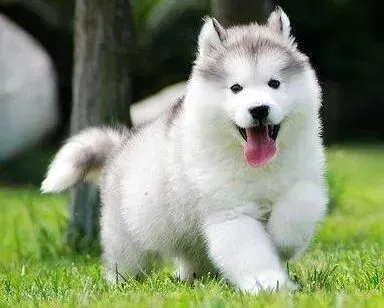 阿拉斯加犬|阿拉斯加犬消化不良引起的呕吐怎么医治