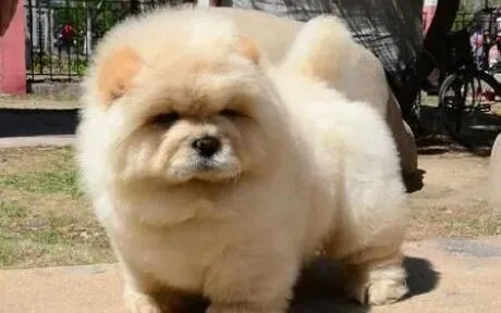 松狮犬|初当松狮犬主人要避免哪几点