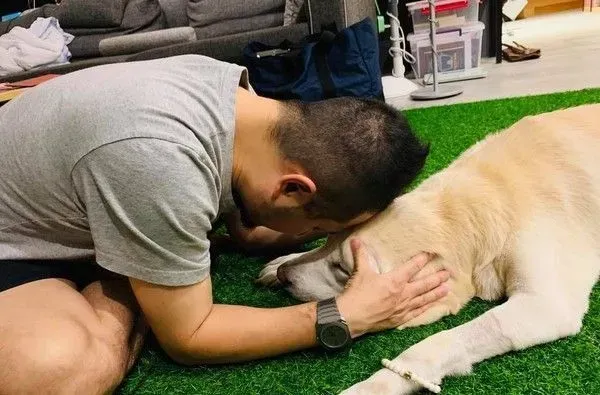 14岁爱犬患癌痛苦不已 主人将30公斤狗狗抱回家 | 狗