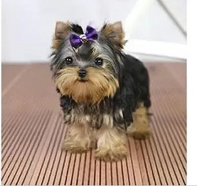 约克夏|如何为约克夏在夏季驱赶蚊虫