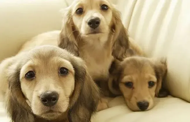 腊肠犬|辨别腊肠犬是否患上感冒的小方法