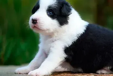 边境牧羊犬|边境牧羊犬体味越来越重怎么去除