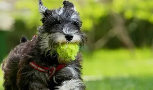 迷你牛头梗好养还是法斗好养 法斗打架算猛犬 | 牛头梗