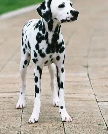 斑点狗|斑点狗最近有点发烧应如何是好