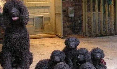 爱尔兰水猎犬中国多吗 以及选购常识 | 爱尔兰水猎犬