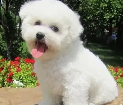 比熊犬|如何训练比熊犬学会上厕所 求专家指点