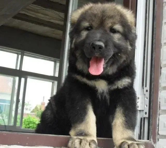 高加索犬|教你怎么从高加索犬的便便中看健康