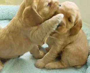 可卡犬|可卡犬从桌子上摔下来，后腿不敢着地如何是好