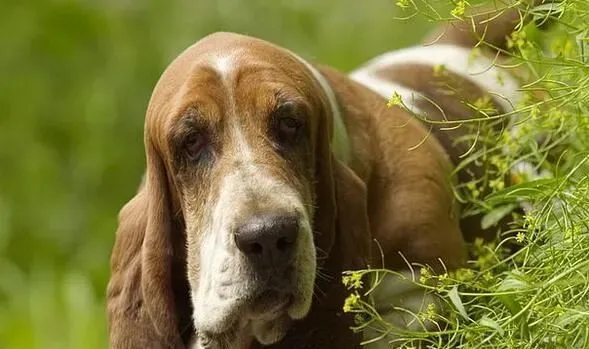 巴吉度猎犬哪里有 巴吉度猎犬产地法国 | 巴吉度猎犬