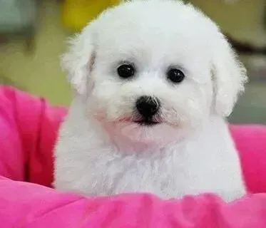 比熊犬|主人不在家 怎样训练比熊犬独自生活