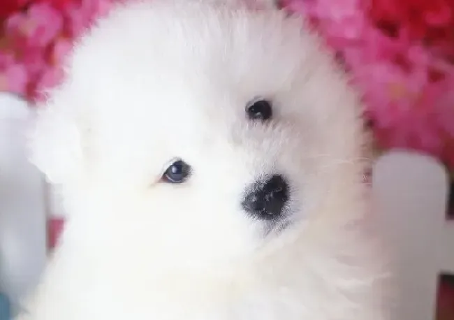 萨摩耶|导致萨摩耶犬变胖的四个原因