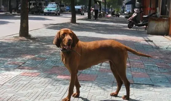 寻血猎犬配什么狗好看 沙皮狗是不错的选择 | 寻血猎犬