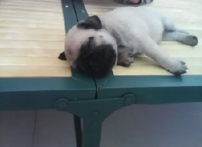 巴哥犬|怎样才能集中巴哥犬的注意力