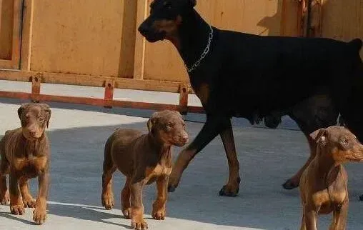 杜宾犬|外出必知 谨防杜宾犬走失的秘密武器