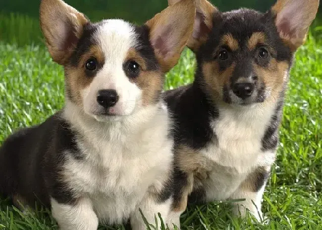 柯基犬|柯基犬的肚子里有虫子如何解决这个问题