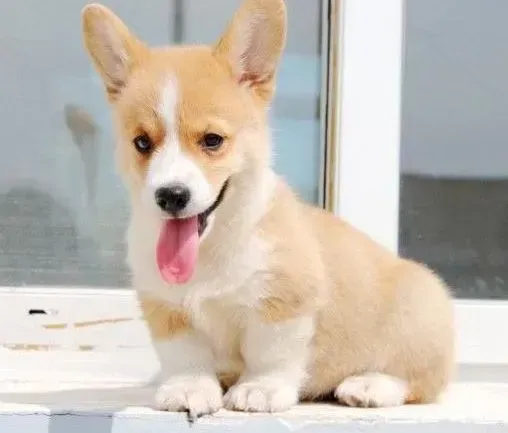 柯基犬|柯基犬得了胃肠炎拉血便吐黑血怎么办