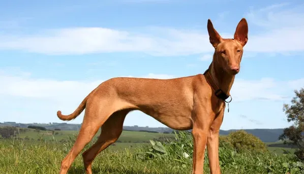 法老王猎犬怎么样 整体外观是优雅有力敏捷 | 法老王猎犬