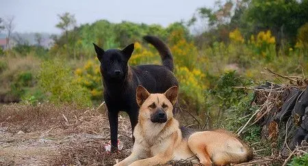 黄狗是什么狗 是中华田园犬也是本土犬 | 狗