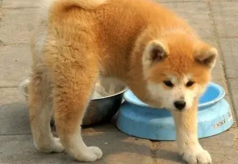 秋田犬|哪些情况下秋田急需饮水