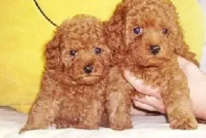 贵宾犬|卫生用眼很重要 贵宾犬的眼部清洁要做好