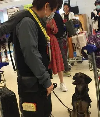 坐价20万差点吓哭旅客! 汉堡纸袋被检疫犬闻出 | 狗