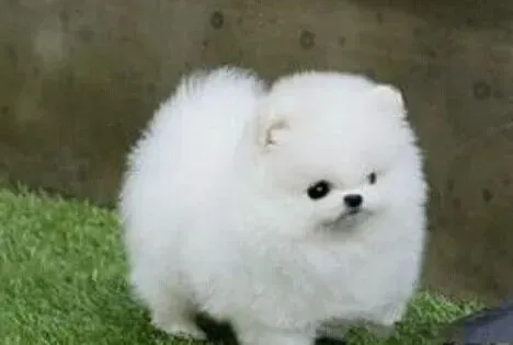 博美犬|训练博美犬空中接物的小提醒