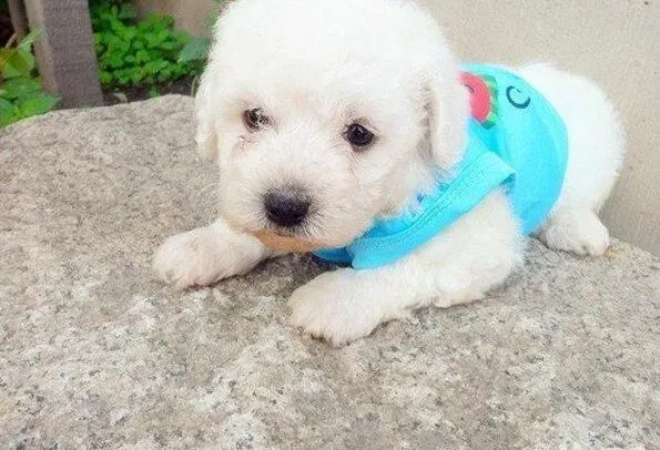 比熊犬|狗狗与主人的10大约定  感动到流泪