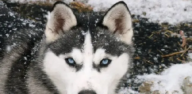 巨型阿拉斯加雪橇犬咬人吗 一般不会咬人 | 阿拉斯加雪橇犬