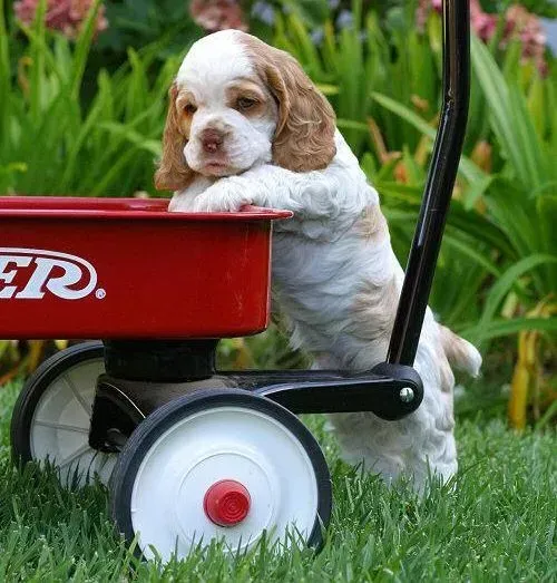 可卡犬|可卡犬最近总睡觉这是正常的吗