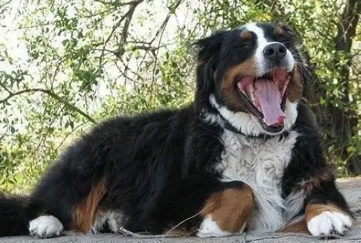 伯恩山犬|食物王国 不同食物对伯恩山犬有哪些好处