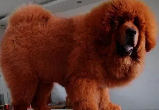 藏獒|藏獒拉腥臭的果冻状便便是怎么回事